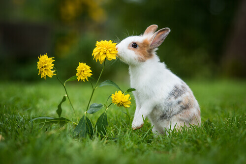 4 consigli per allungare la vita del vostro coniglio
