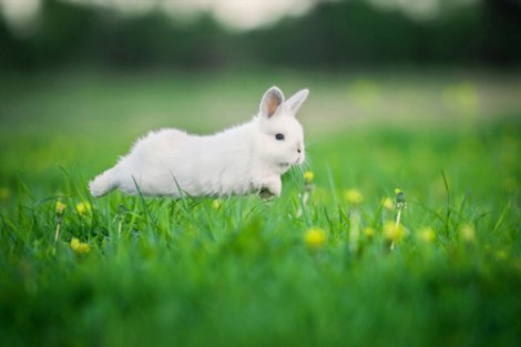 Allungare la vita del coniglio: coniglio che corre su un prato.