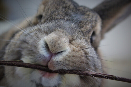 5 consigli su che cosa fare se il vostro coniglio vi morde