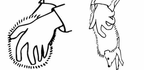 Come vedere la testa del riccio quando si racchiude in se stesso formando una palla.