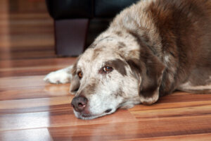 La sindrome di Cushing nei cani: diagnosi e trattamenti
