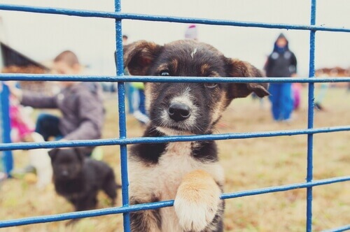 Come denunciare un ricovero per animali