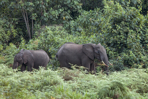 Elefanti del bosco.