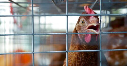 Benessere animale nell'Unione Europea. Un esempio sono le gabbie arricchite per galline.