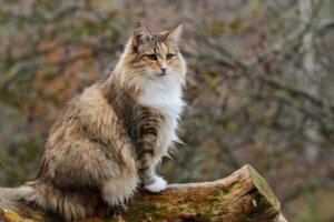 Gatto delle foreste norvegesi e Maine Coon: quali sono le differenze?