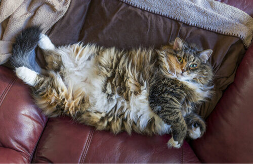 Lipidosi epatica felina: un pericolo per i gatti obesi
