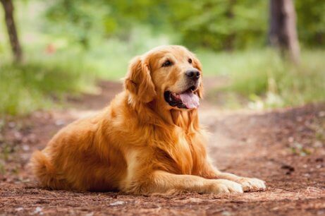 Riconoscere la razza di un cane: Golden retriever.