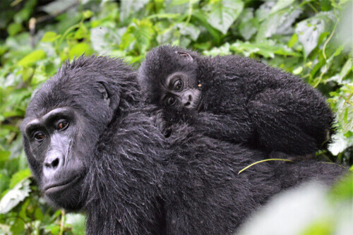 Una famiglia di gorilla è più complessa di quanto può sembrare