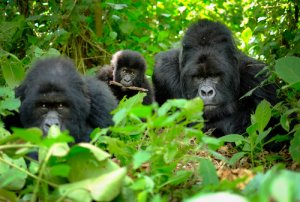 Famiglia di gorilla nella foresta.