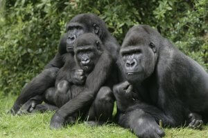 Gruppo di gorilla.