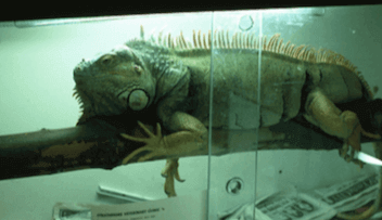 Ospedale per rettili: iguana.