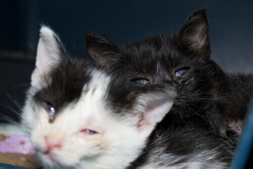 Gatti con infiammazione agli occhi.