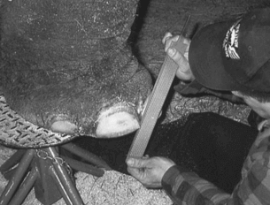 Limatura delle unghie di un elefante.