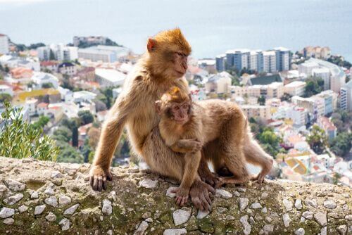 Alcune scimmie adottano un piccolo ferito di un altro gruppo