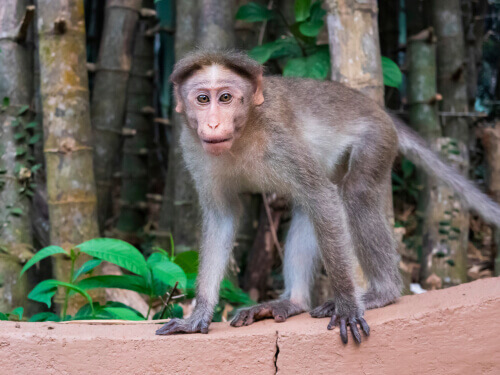 Macaco dal berretto indiano: un primate sotto minaccia
