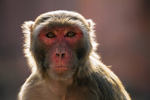 Macaco Rhesus, primo piano.
