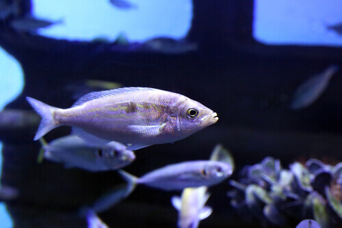 Menole in un acquario.