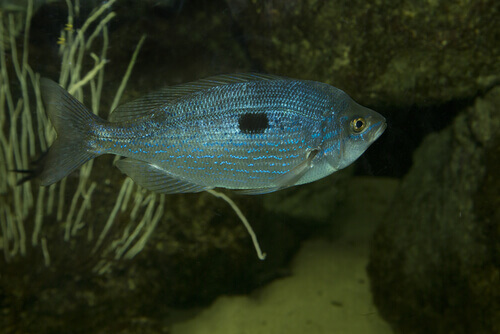 La Menola: un pesce che vive nei fondali rocciosi
