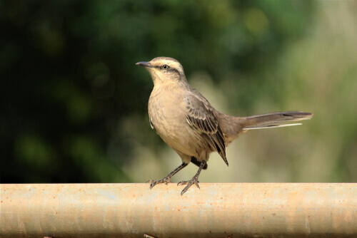 Mimo settentrionale.