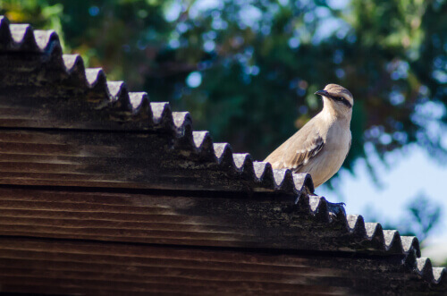 Tordo beffeggiatore sulle tegole.