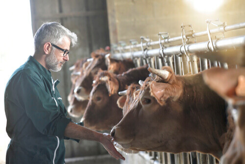 Malattie emergenti del bestiame: quali conseguenze hanno?
