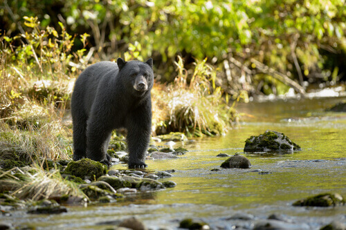 Un orso bruno ucciso negli Stati Uniti per colpa dei turisti