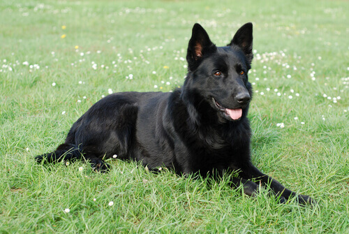 Pastore tedesco nero: tutto ciò che non sapevate su questa razza