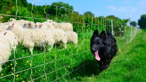 Cane che corre vicino a un gregge di pecore.
