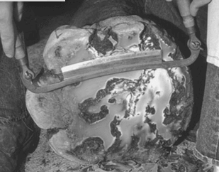 Cura della zampa di un elefante.