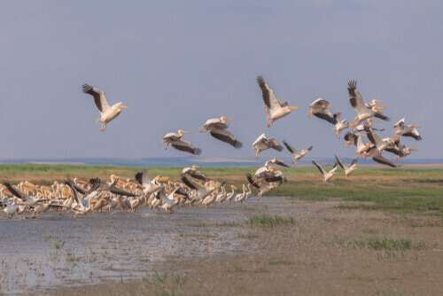 Colonia di pellicani in volo.