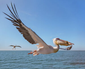 Il Pellicano comune: caratteristiche, habitat e alimentazione