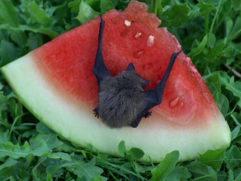 Un pipistrello mangia della frutta.