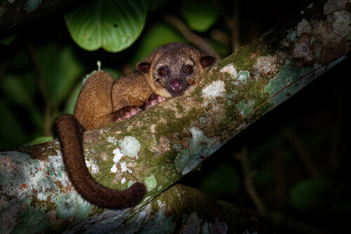 Kinkajou sopra il ramo di un albero.