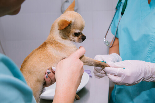 Veterinario che visita un cane. Veterinario che fa un prelievo del sangue ad un cane.