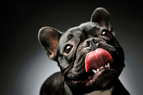 Bulldog francese che si lecca i baffi. Prognatismo del Bulldog francese.