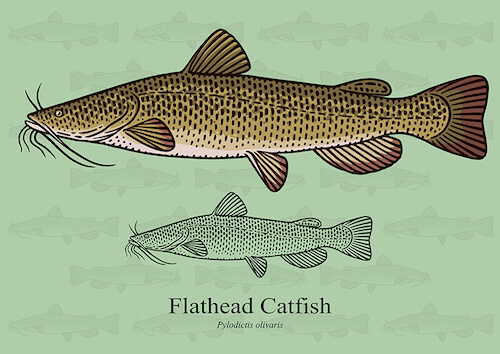 Pesce gatto a testa piatta. Flathead Catfish.