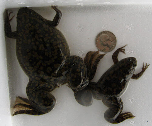 Esemplare femmina e maschio di rana artigliata africana.