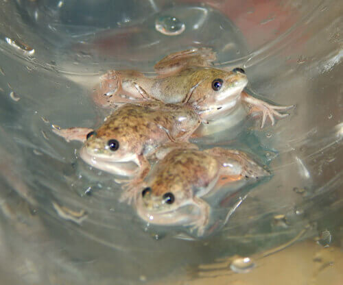 Rane di genere xenopus.