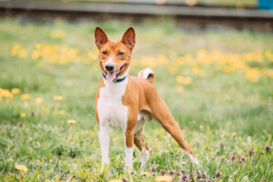 Primi passi per addestrare la razza basenji