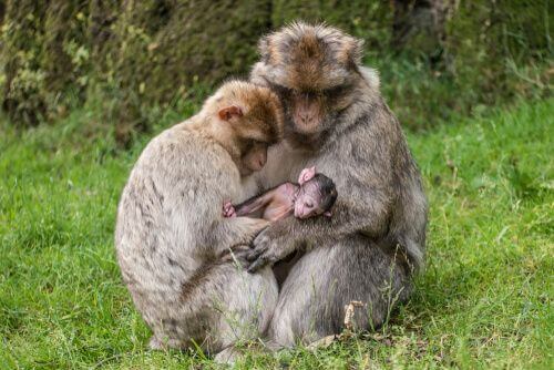 Alcune scimmie adottano un piccolo.
