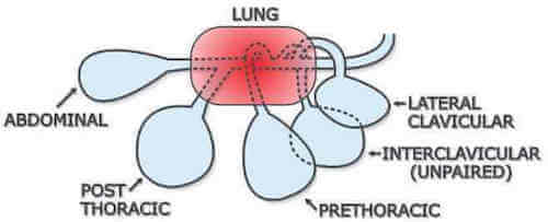 Sistema respiratorio degli uccelli.