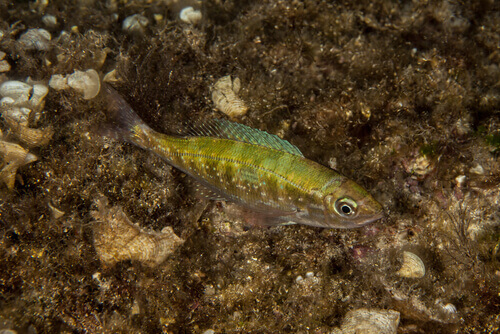 Menola che nuota sul fondale.