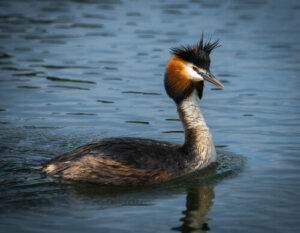 La danza dello svasso maggiore, un emozionante corteggiamento