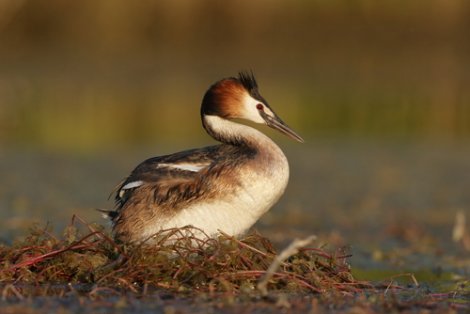 La cova dello svasso maggiore.