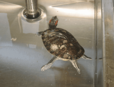 Ospedale per rettili: testuggine che nuota.