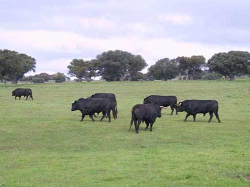 Tori di Lidia al pascolo nella dehesa.