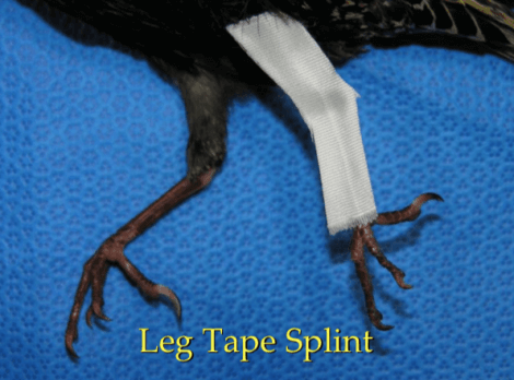 Uccello con zampa ingessata.