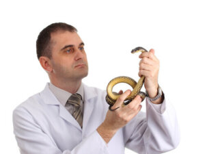 Un ospedale per rettili: come crearlo