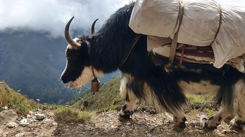 Bue tibetano che trasporta un carico lungo i sentieri di montagna.