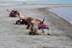 Lo Yak: un grande mammifero erbivoro